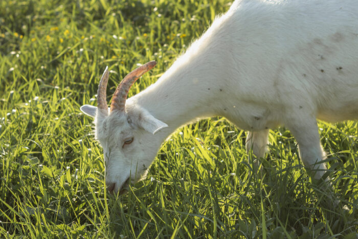 close up white goat eating grass